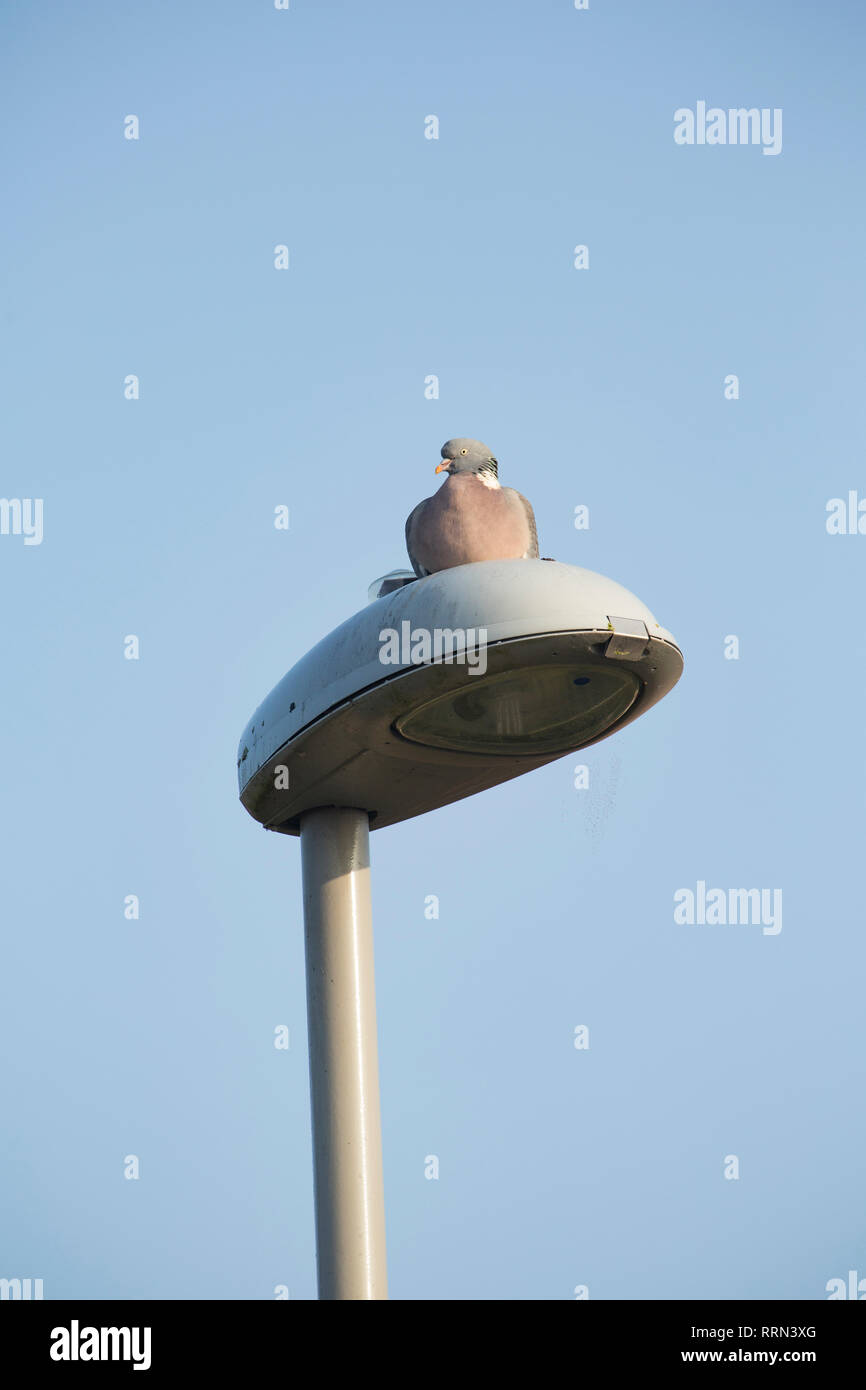 Light comm hi-res stock photography and images - Alamy