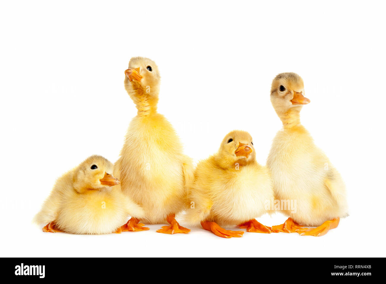 Group of little duckling Stock Photo