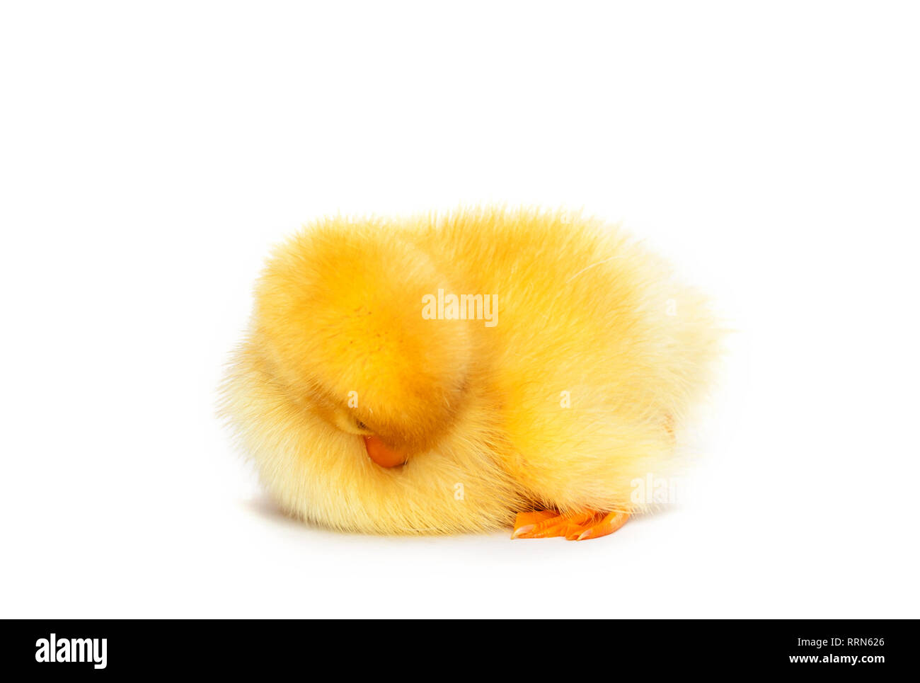 Little cute duckling sleeping Stock Photo