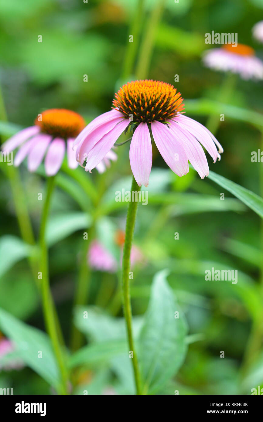 Two Coneflowers in the Garden. Echinacea purpurea and purple