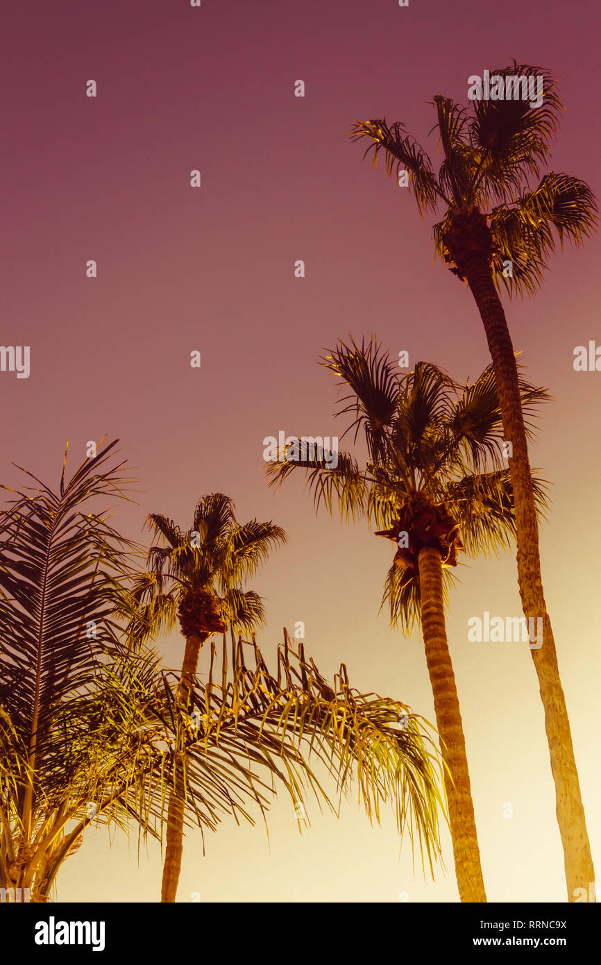 Palm Trees at Sunset Coachella Valley California Stock Photo