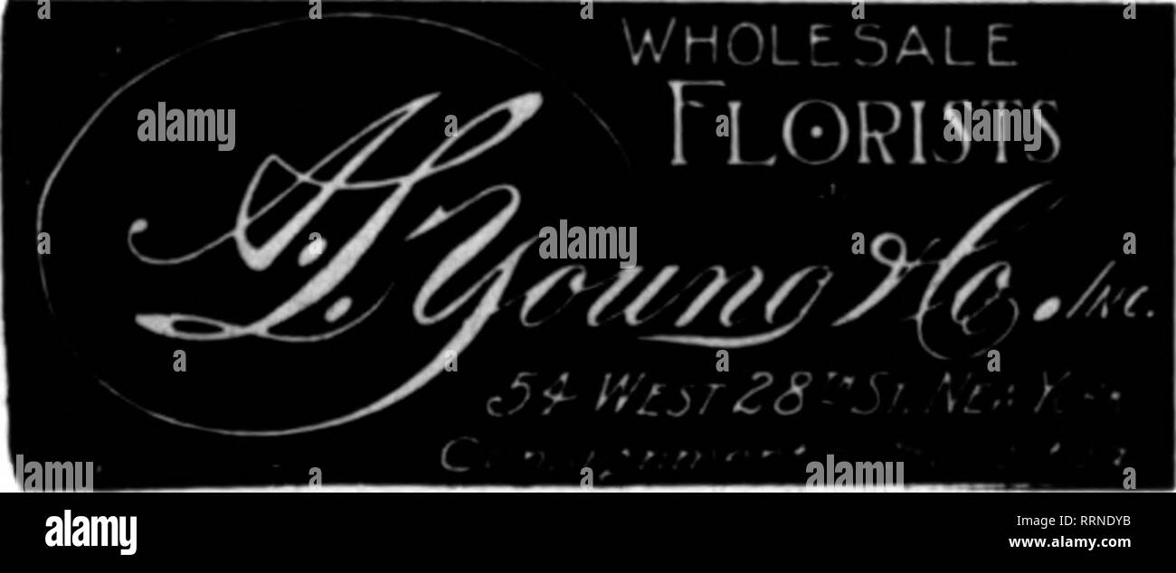 . Florists' review [microform]. Floriculture. BroDM and OreenOalax 112 West 28th Street, Telephone 2287 rarragut NEW YORK Coflsisamenb Solicited. GOLDSTEIN &amp; FUTTERMAN WHOltSALt nORISTSMEW YDBK CITY 102 Wca 28a street Telephone No. 9761 Farra»ut In the Exact Center of the Wholesale Cut Flower Section Prompt and Careful Attention to Your Interests I -^—^—^^^-^— Consig^nments Solicited ' FRANK H. TRAINDLY CHARUS SCHINCN TRAENDLY ft SCHENCK Wholesale florists and Cut Flower Exchange 436 6th Av«nu«, between 26tli and 27tli Sts., NEW YORK Telephones W. 'W »nd 799 Farragut CONSIGNMENTS SOLICITED Stock Photo