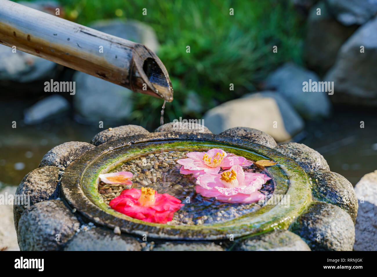 Camellia flower and Japanese style fountain at Los Angeles, California Stock Photo