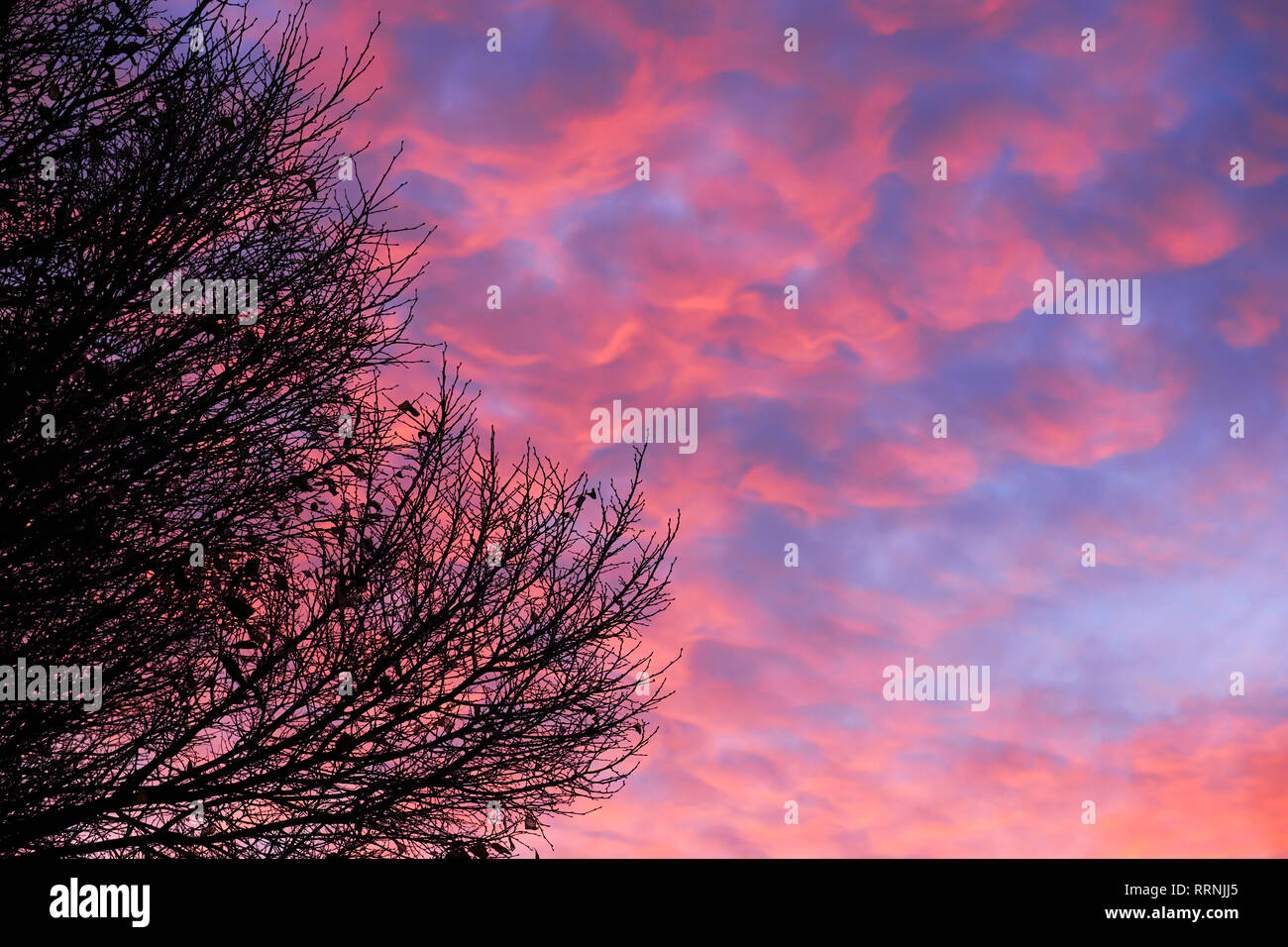 Sky with pink clouds at sunset Stock Photo - Alamy