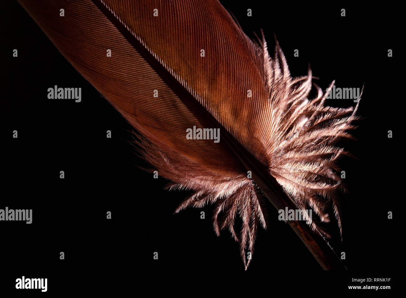 Brown feather on a dark background with backlight Stock Photo