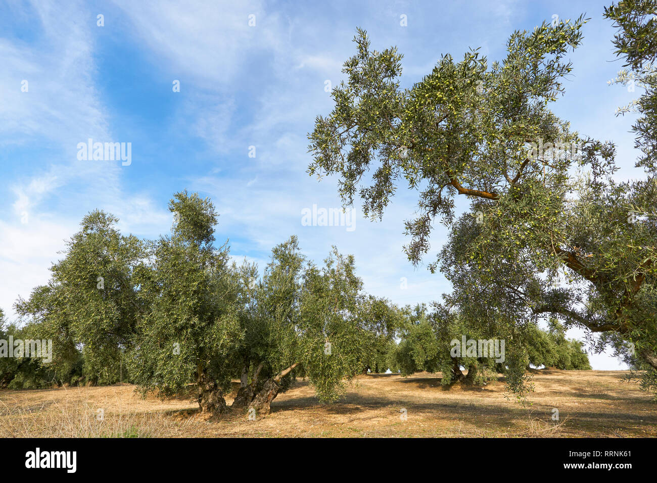 Olive grove in Granada, Andalusia. Spain Stock Photo