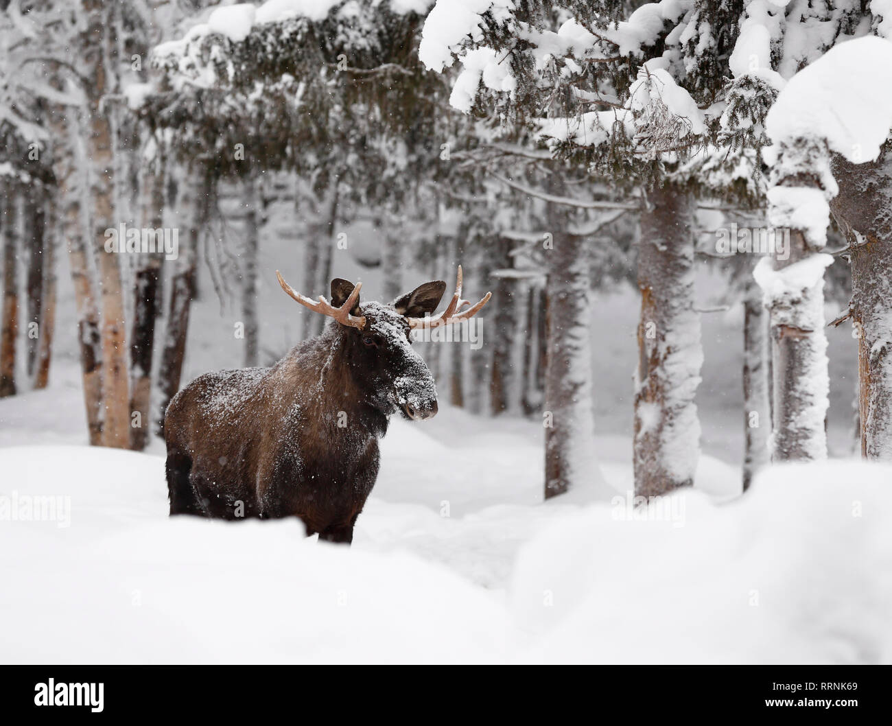 Young elk in deep and falling snow with snow-laden trees in the background Stock Photo