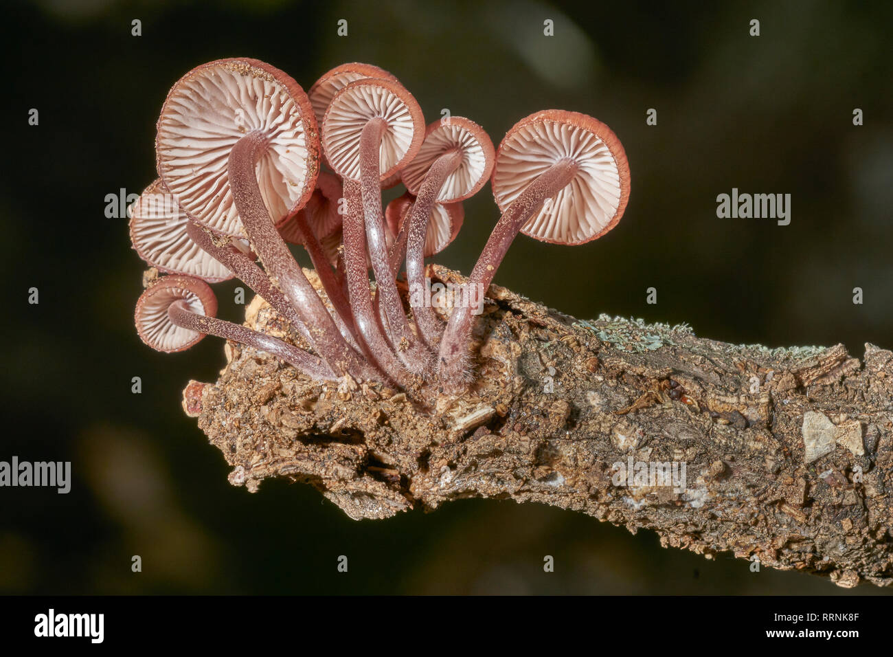 Mushrooms in the forests of the Sierra de Grazalema, Cortes de la Frontera, Cádiz. Spain Stock Photo