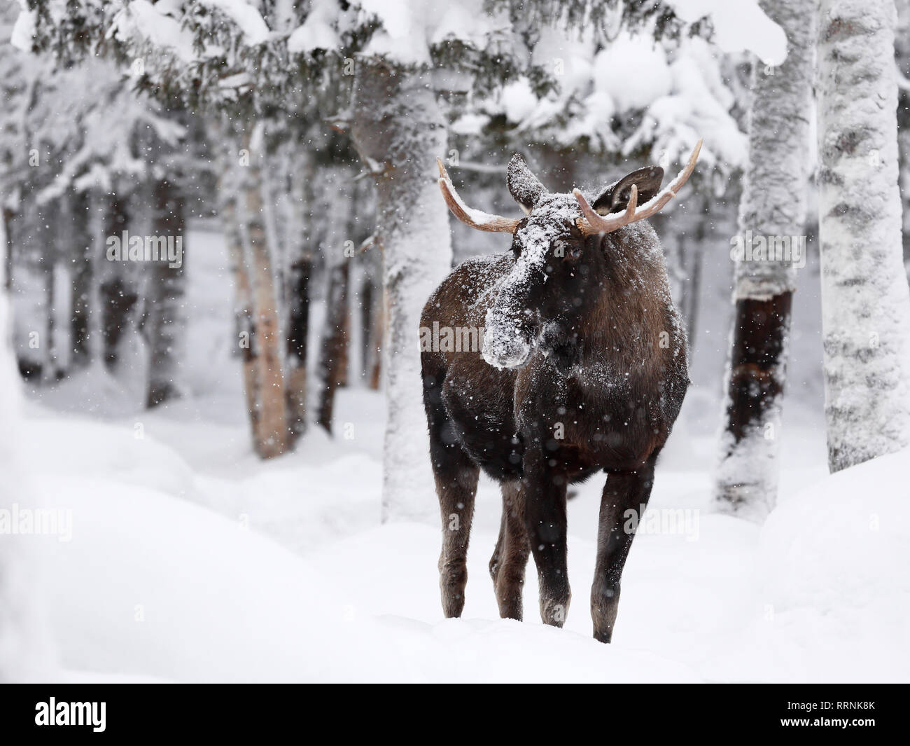 Young elk in deep and falling snow with snow-laden trees in the background Stock Photo