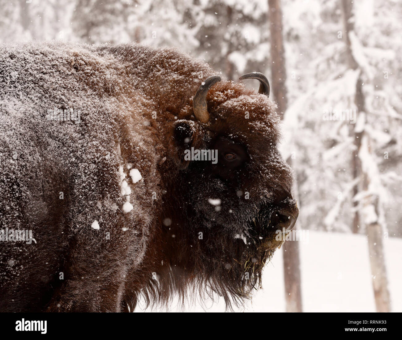 Close view of European bison or wisent in deep and still falling snow Stock Photo
