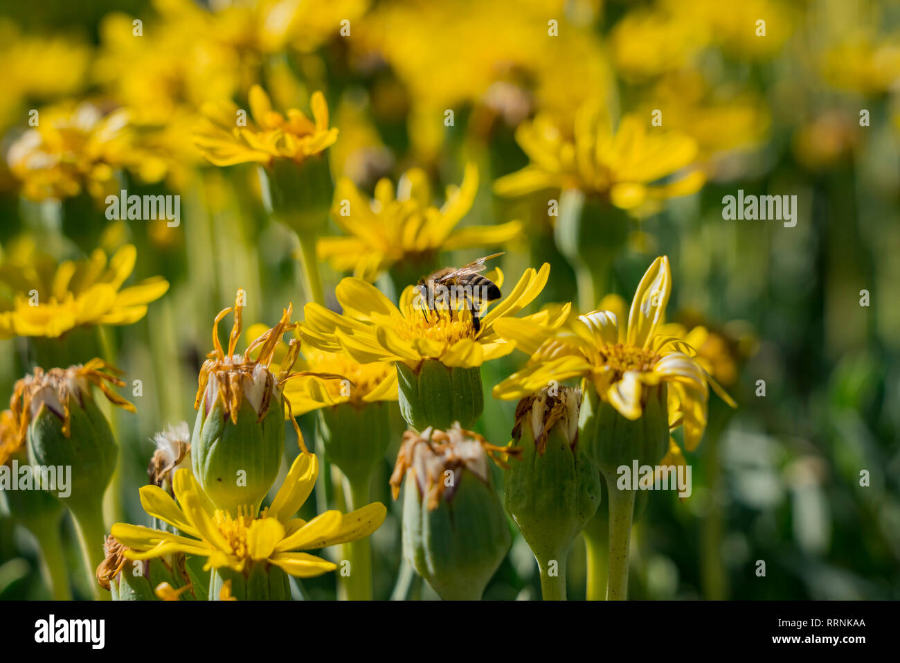 Close up shot of a Pyrethrum pulchrum blossom with a bee working at Los Angeles, California Stock Photo