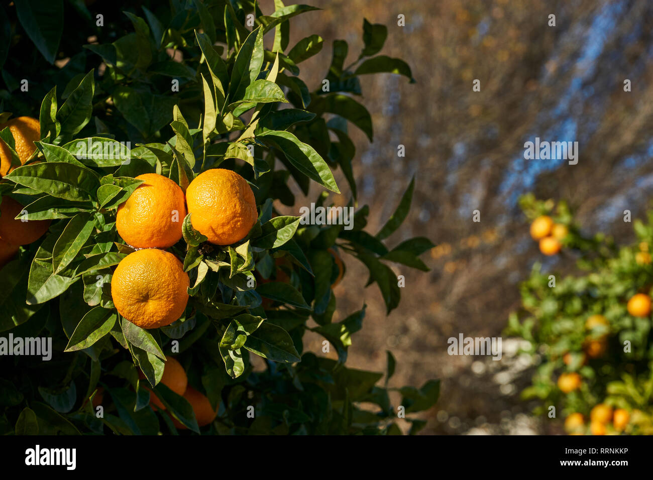 Bitter orange (Citrus aurantium) Stock Photo