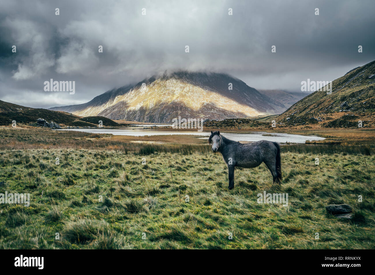 Wild horse in tranquil, remote landscape, Snowdonia NP, UK Stock Photo