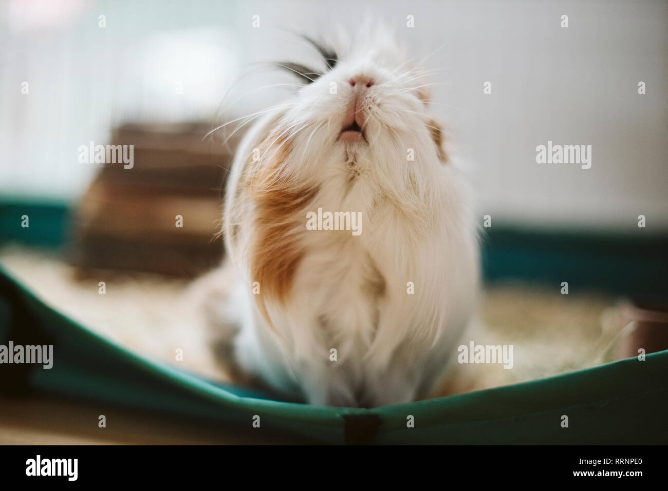 Portrait Cute Long Haired Guinea Pig Stock Photo 238350504 Alamy