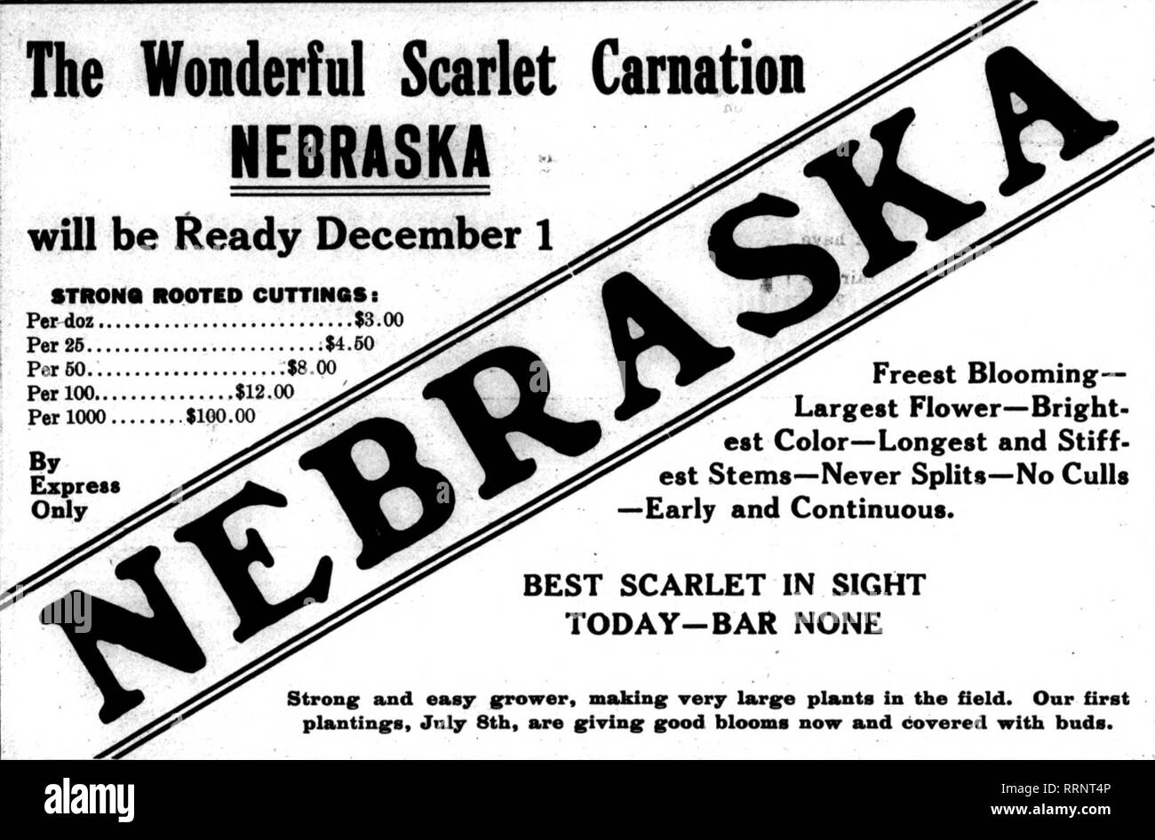 . Florists' review [microform]. Floriculture. NtVBUBSB 11, 1916. The Florists^ Review. The Woiderful Scarlet Carution HEBRHSKA . will be Ready December 1 STROMA ROOTED CUTTINQSi Per doz $3.00 Per25 $4.50 ^y^^ ^^^^^ P« 50. .^.^.^. -^'^^^^g^^^ ^ ^^^ Freest Blooming- Per 1000.'.*.*.*;.&quot;.'.'$100'.00 ' .j^^ ^^^J^^^ ^^^^^ Largest Flower—Bright- ^^ ^^ ^ ^^^^^^^^y^^^ *•' Color—Longest and Stiff- Express .^^^ ^^^^^^ ^P^.&gt;^^^ *** Stems—Never Splits—No Culls Only ^y^^^^^^^ ^K ^F .^^^ —Early and Continuous. BEST SCARLET IN SIGHT TODAY-BAR NONE Stroner and eaay grower, makings very larg^e plants in Stock Photo