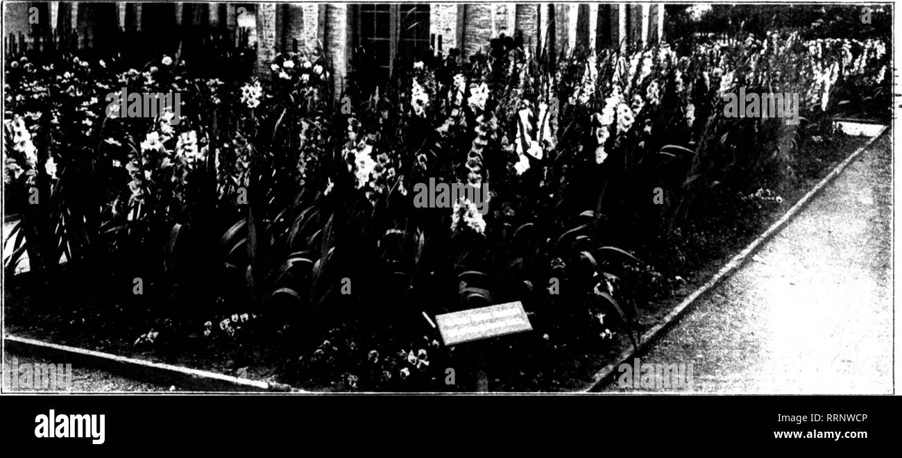 . Florists' review [microform]. Floriculture. Alousi 26, 1915. The Florists'Review 21. Gladiolus Exhibit of the Mctzner Floral Co., Mountain View, Cal., at the San Francisco Exposition. Display of priinuliniis hloonis. not li&lt;&lt; iIi.di four inches ncruss, not less tli;u] lurntv iir spllv-ps—H. II. Tracy, liisl; C. W. Hn.wn. vf'c.n.l 'I'wclvc spikes any variety in niic asc- II. i: Mciilcr. first; K. W. Swctt, sii'&lt;in(l. Colloctioii of Kiinilcnl variclii'S. Im.iIi {.ImIm ami rutUcvl petals—f. W. Hnnvn, lirsl : I&quot;.  . r&lt;ipp, Mainanincck. X. Y.. second. Twciitytivc spikes Ilnll Stock Photo