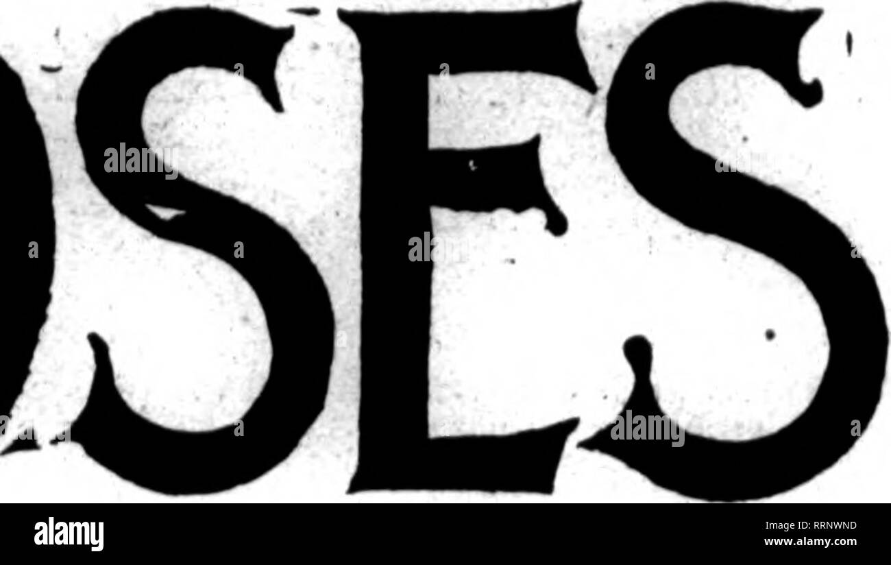 Rose Cri Cri High Resolution Stock Photography And Images Alamy