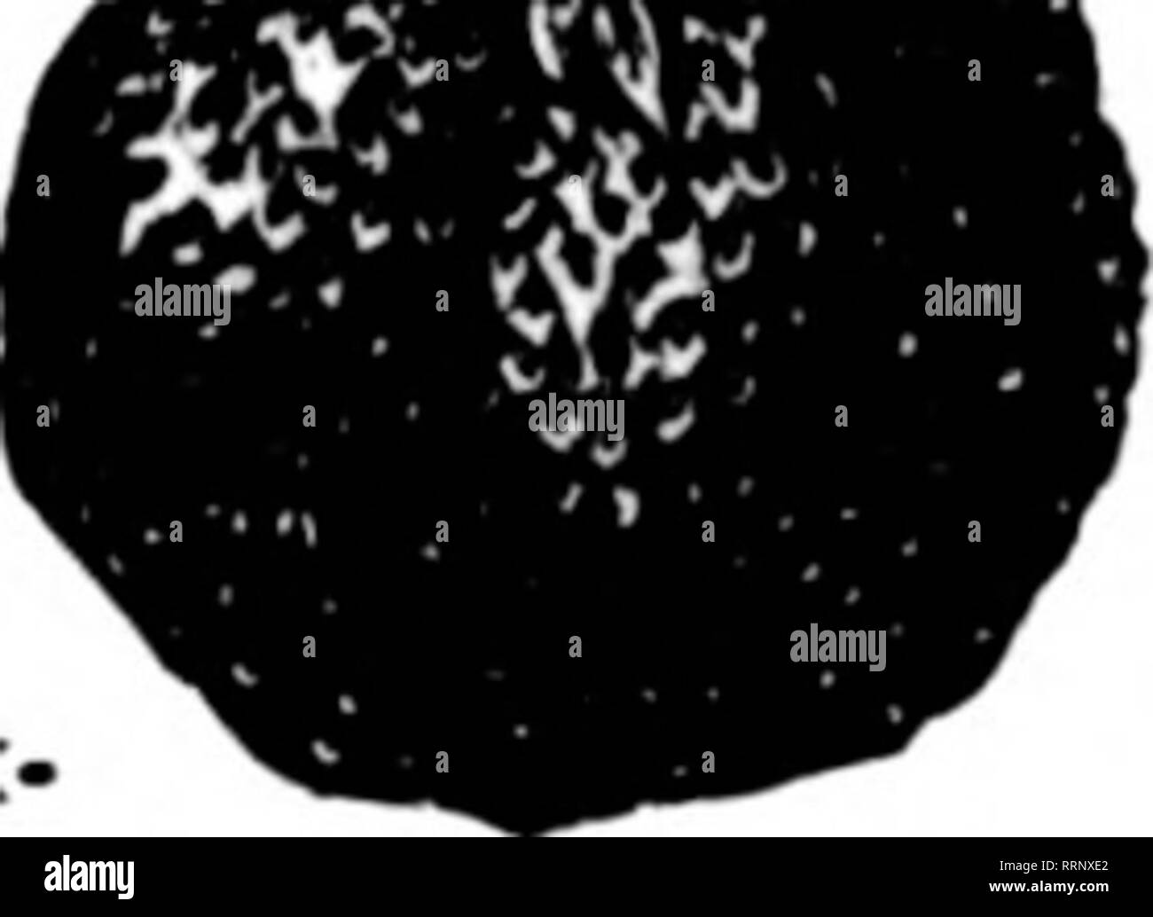 Little silver and new jersey Black and White Stock Photos & Images Alamy