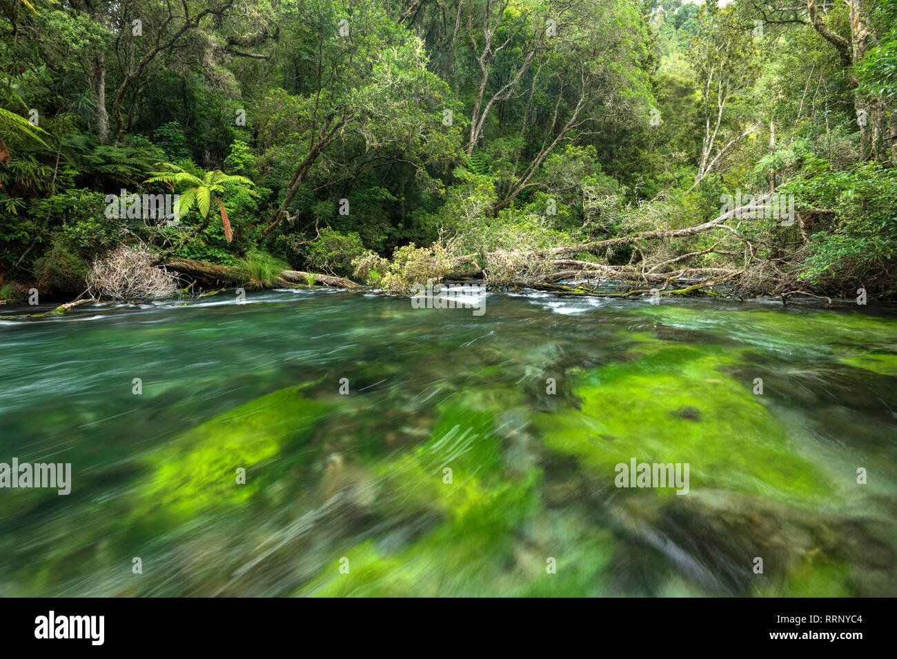 Oceania, New Zealand, Aotearoa, North Island, Kawerau, Tarawera, river, fern, nature, forest