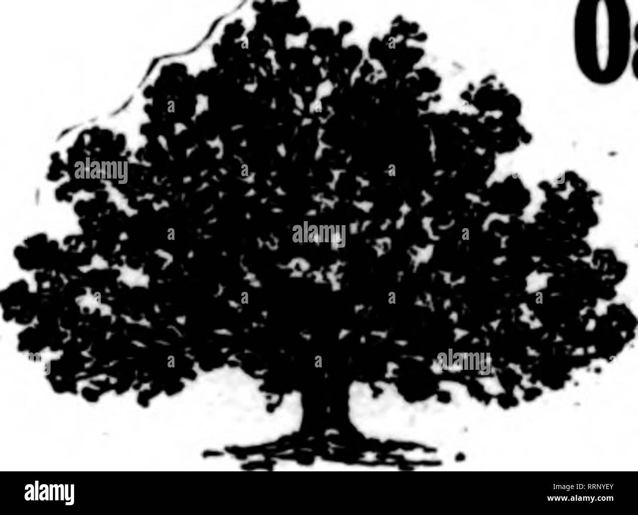 . Florists' review [microform]. Floriculture. i i ?i Apbil 5, 1917. The Florists' Review 73 N0RSERY STOCK for Florists' Trade Fruit Trees, Ornamental Trees, Shrubs, Small Fruits, Roses, Clematis, Phlox, Peonies, Herbaceous Perennials ?XTRA FINE 8KLECTI0N OF Bartlett Pear, Baldwin Apple, Burbank and Abundance Plum, Industry Gooseberry, White Birch, Lombardy Poplar, Phlox, Barberry Thunbergii, Irish Juniper, Colorado Spruce, Hoyey's Golden Arbor Vitae, Hardy Chrysanthemum, Babylonica Willow. Write for our Wholosalo trade list. 71 YEARS W. &amp; T. SMITH COMPANY GENEVA, N. Y. 1000 ACRES flFor Spr Stock Photo