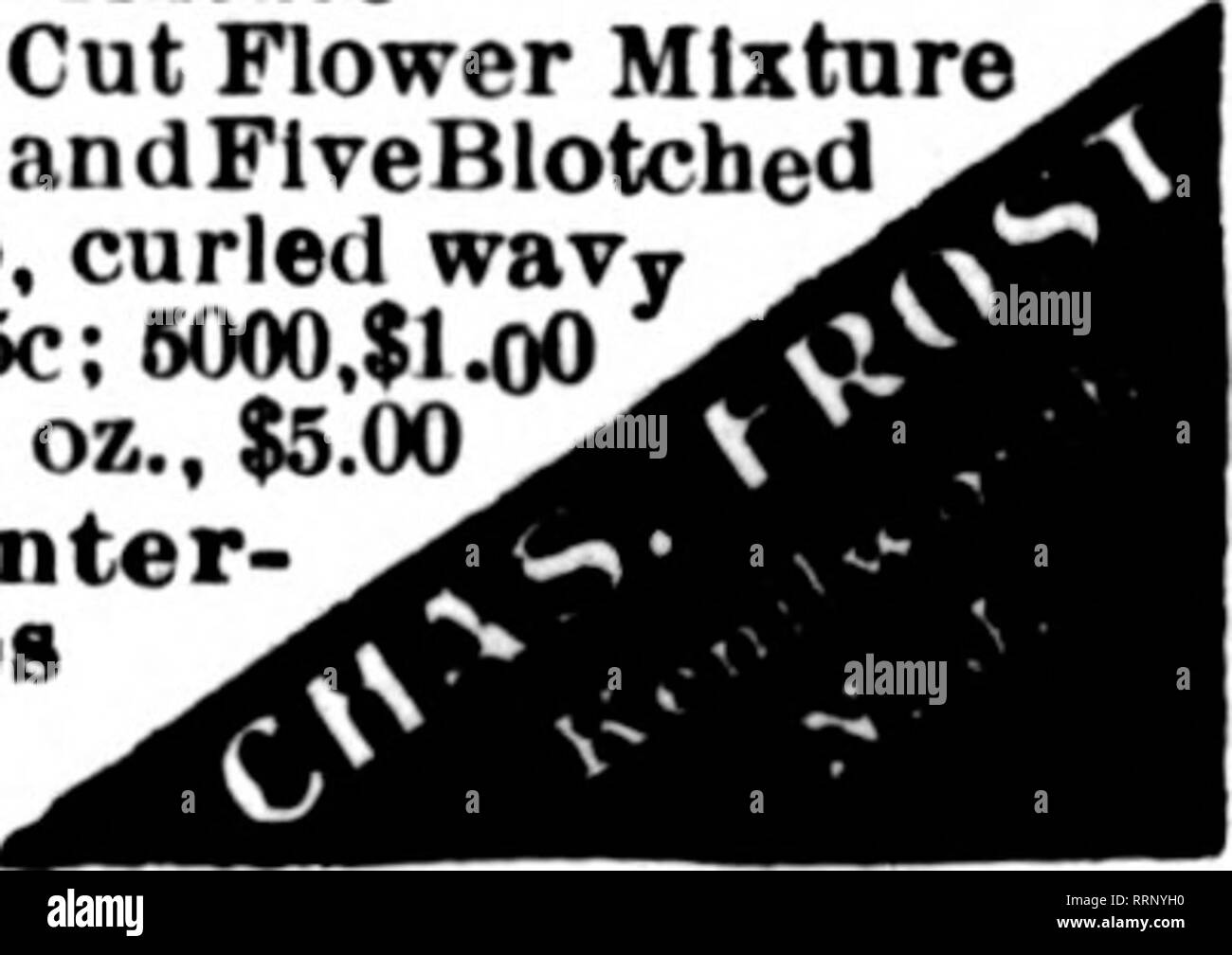 . Florists' review [microform]. Floriculture. Pansy Seed TOOLE GIANT PRIZE STRAIN. 1000 seeds. 40c; ^e-oz.. 'JOc; H-oz., $1.25; oz.. $5.00. WILLIAM TOOLE &amp; SON Hardy Plant and Pansy Farm Baraboo, Wis. Mention The Review when you write.. Please note that these images are extracted from scanned page images that may have been digitally enhanced for readability - coloration and appearance of these illustrations may not perfectly resemble the original work.. Chicago : Florists' Pub. Co Stock Photo
