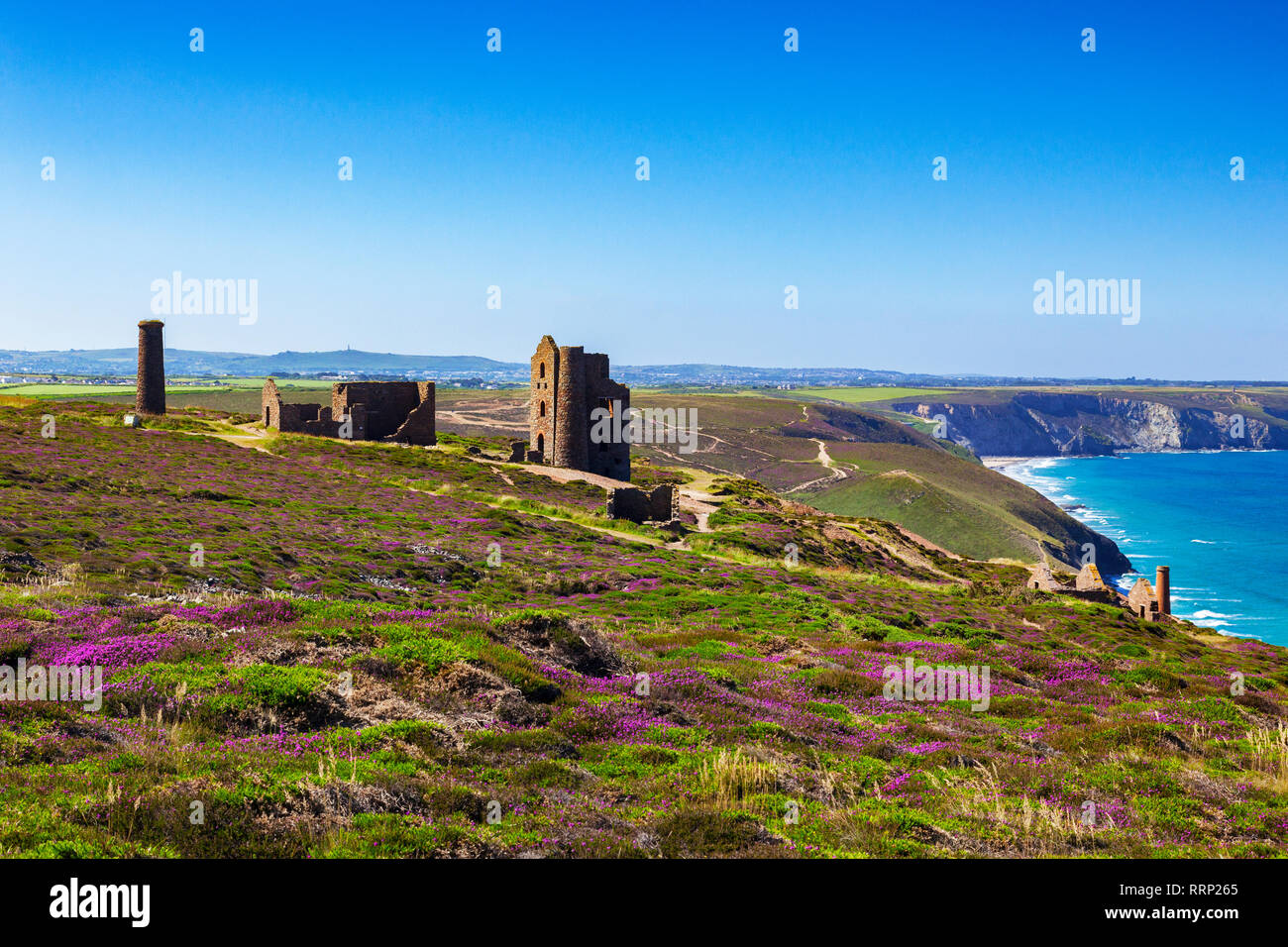 The abandoned Wheal Coates tin mine, set on the Cornish cliffs amongst heather, near St Agnes Head, North Cornwall, UK on a beautiful summer day, one  Stock Photo