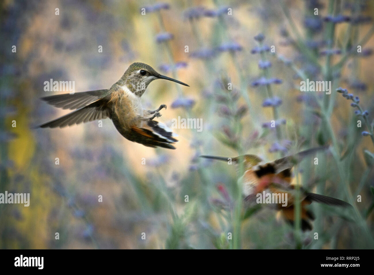 North America, USA, American, Oregon, Central Oregon, Hummingbird, Stock Photo