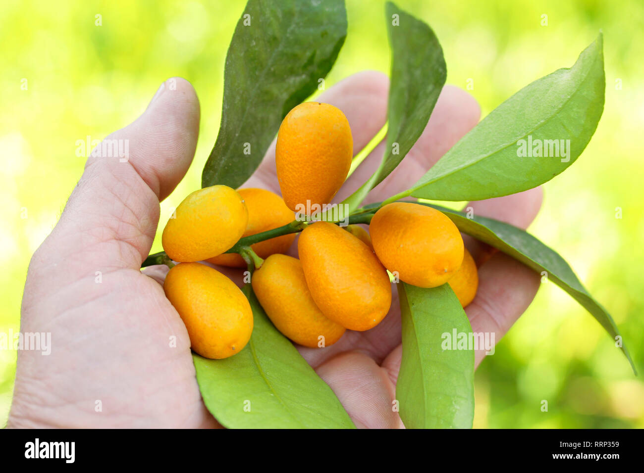 Kumquats, Fortunella sp. Stock Photo