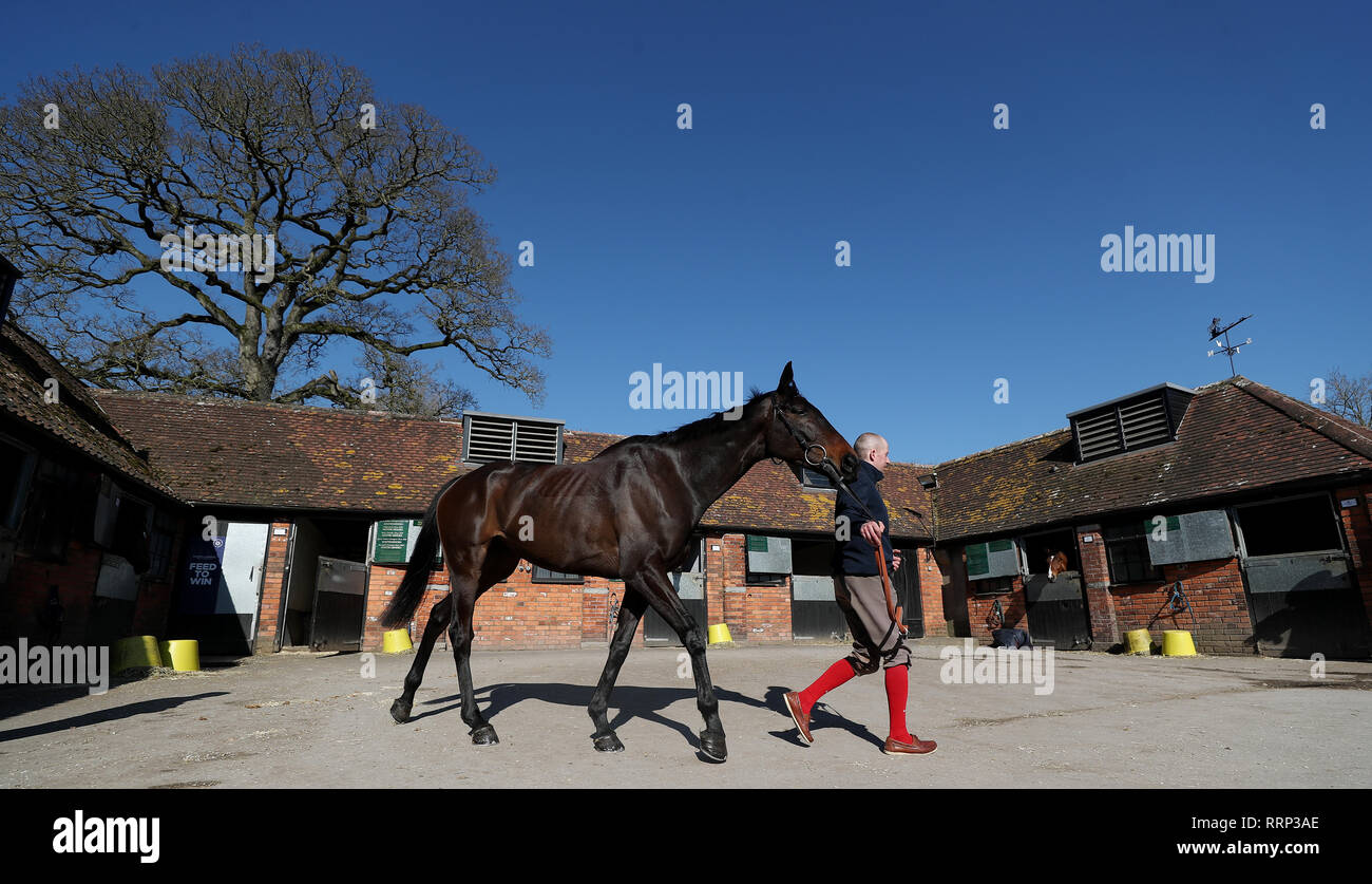 Clan Des Obeaux during the visit to Paul Nicholls' Yard at Manor Farm Stables, Ditcheat. Stock Photo