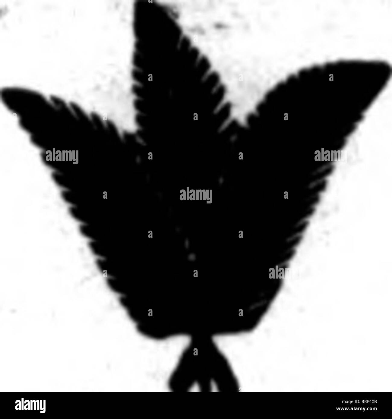 H R 72 Black And White Stock Photos Images Alamy H R 72 Black And White Stock Photos Images Alamy