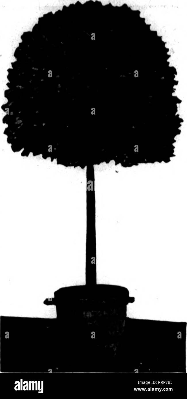 Florists Review Microform Floriculture Ao The Florists
