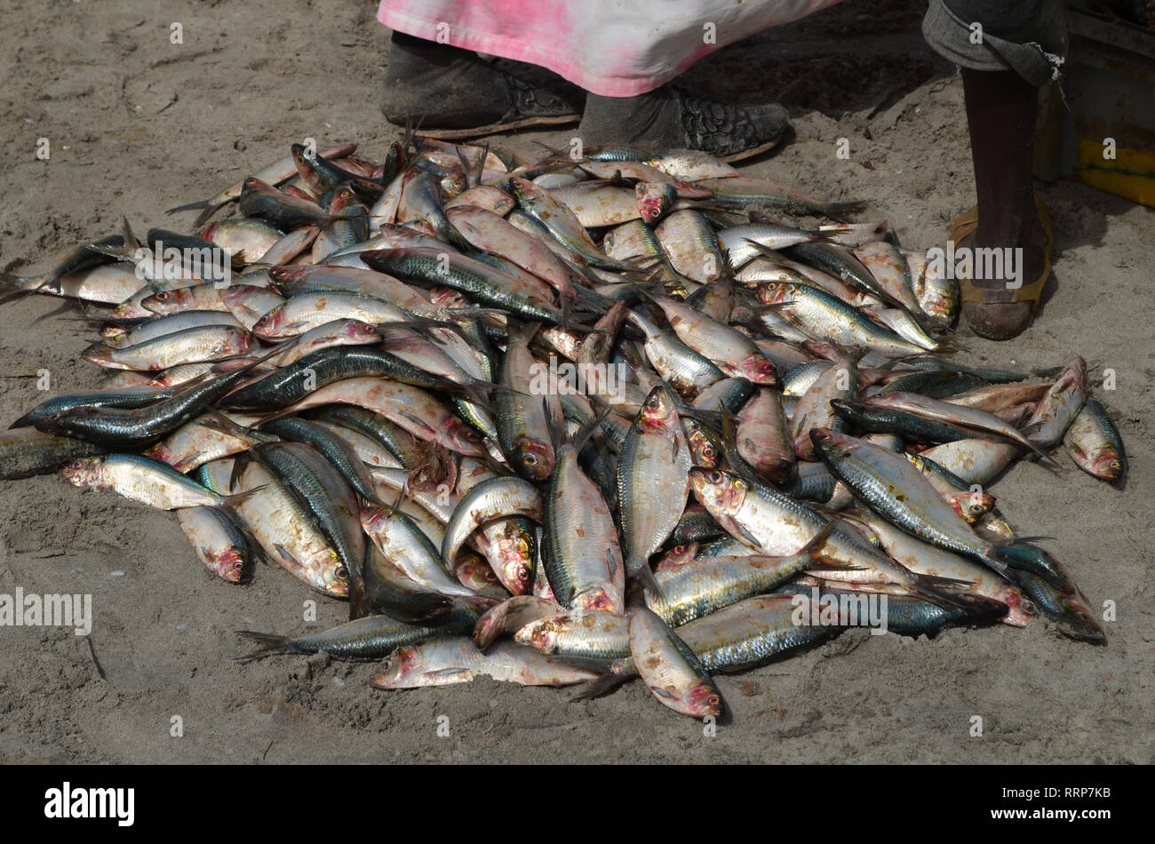 Freshly landed Sardinella, a staple traditional food and a key source