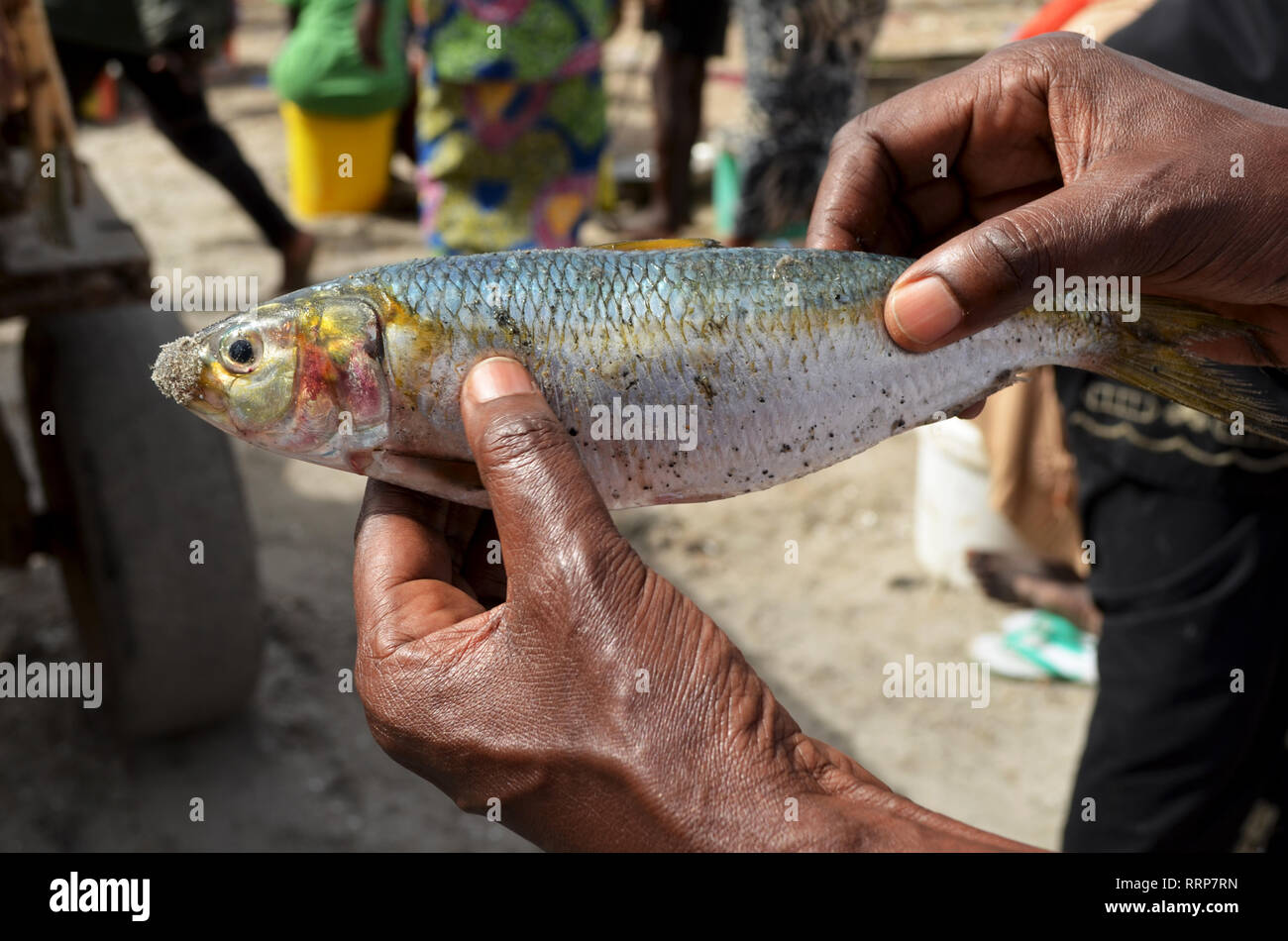 Freshly landed Sardinella, a staple traditional food and a key source