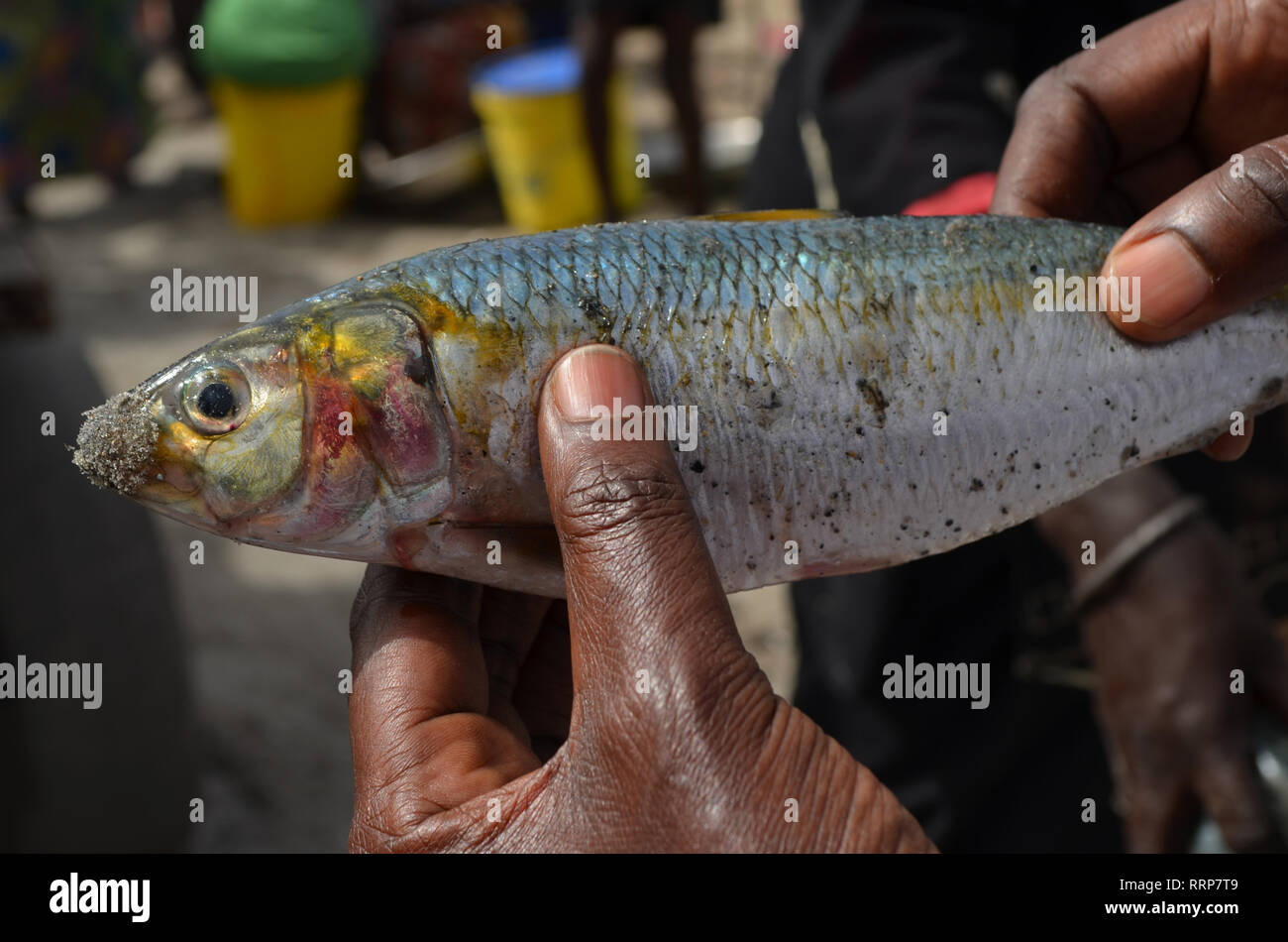 Freshly landed Sardinella, a staple traditional food and a key source