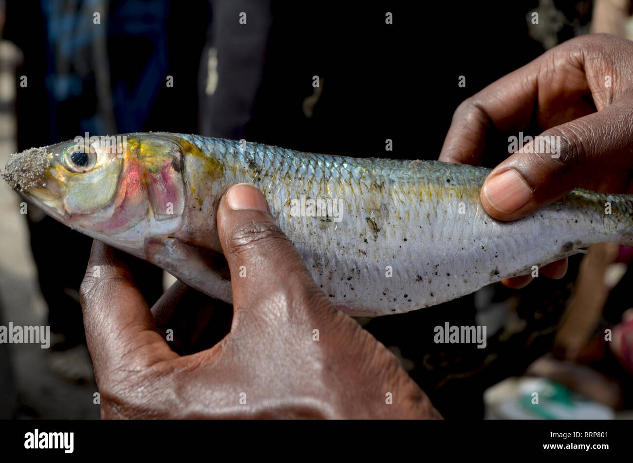 Freshly landed Sardinella, a staple traditional food and a key source
