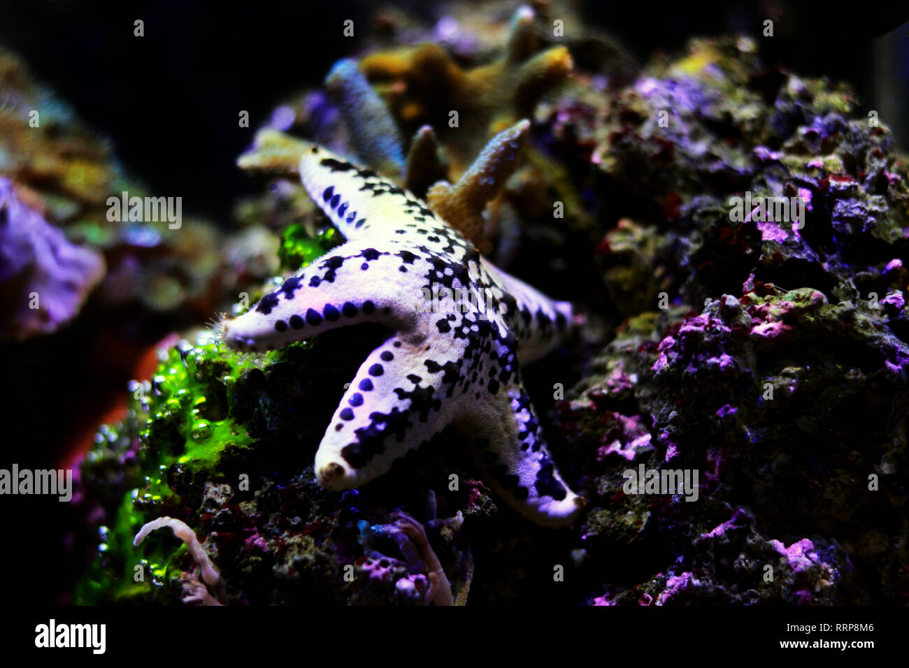 Cake american starfish - Anthenea aspera Stock Photo