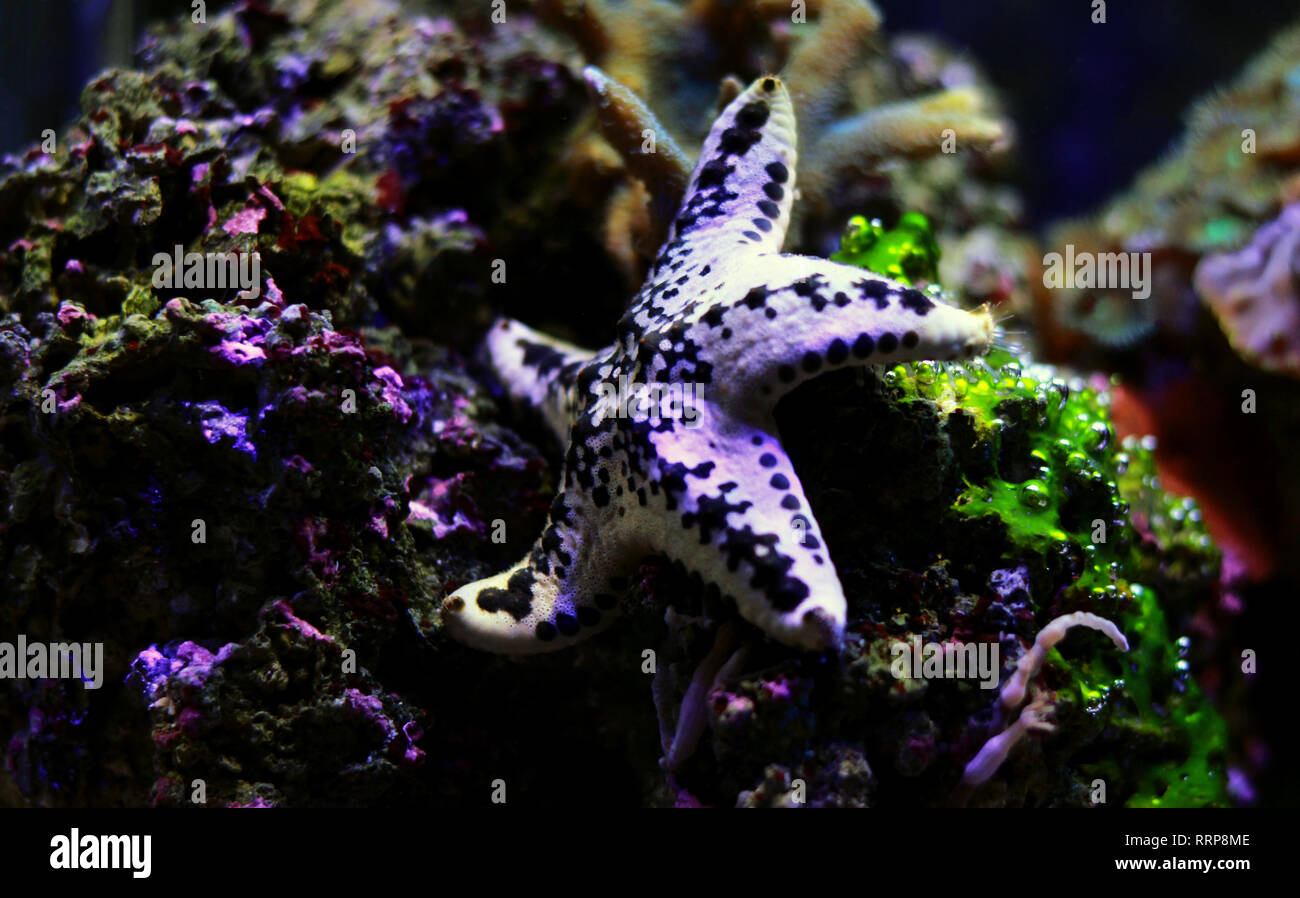 Cake american starfish - Anthenea aspera Stock Photo