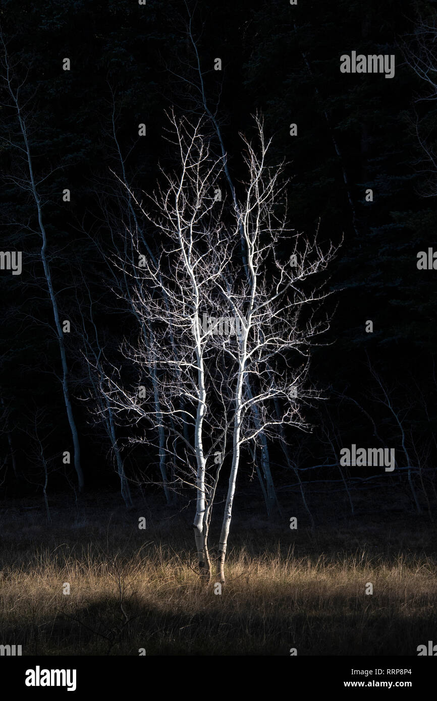 Locust point hires stock photography and images Alamy