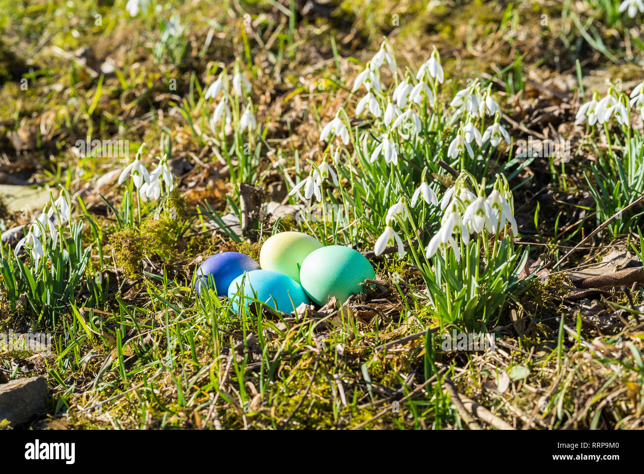 Easter eggs and snowdrops, natural surrounding. Stock Photo