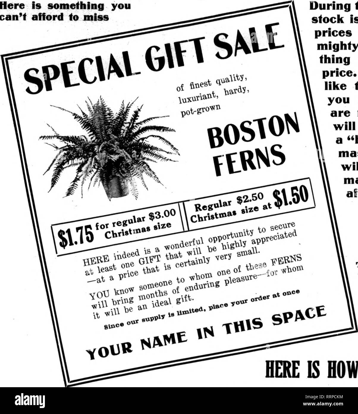 Florists' review [microform]. Floriculture. Dxc&gt;ifB&gt;R '^16, 191B. The  Florists'Revkw 87 Feature Boston Ferns for Xnnas (WITTBOLD WILL CO-OPERATE  WITH YOU) Here is something you can't afford to miss. During tiie holidays, wiien