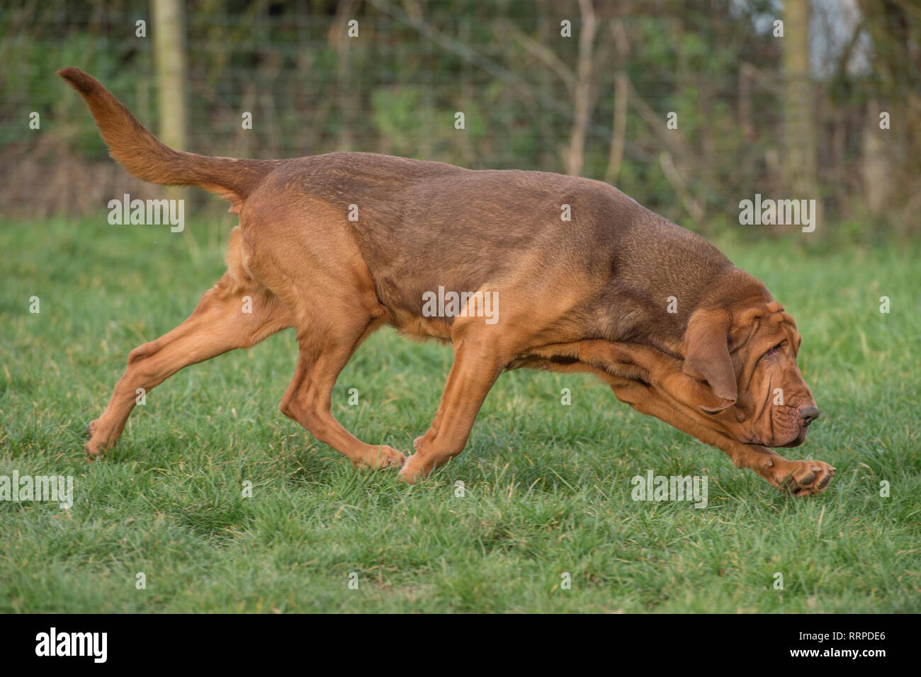 Sleuth Hound High Resolution Stock Photography And Images Alamy