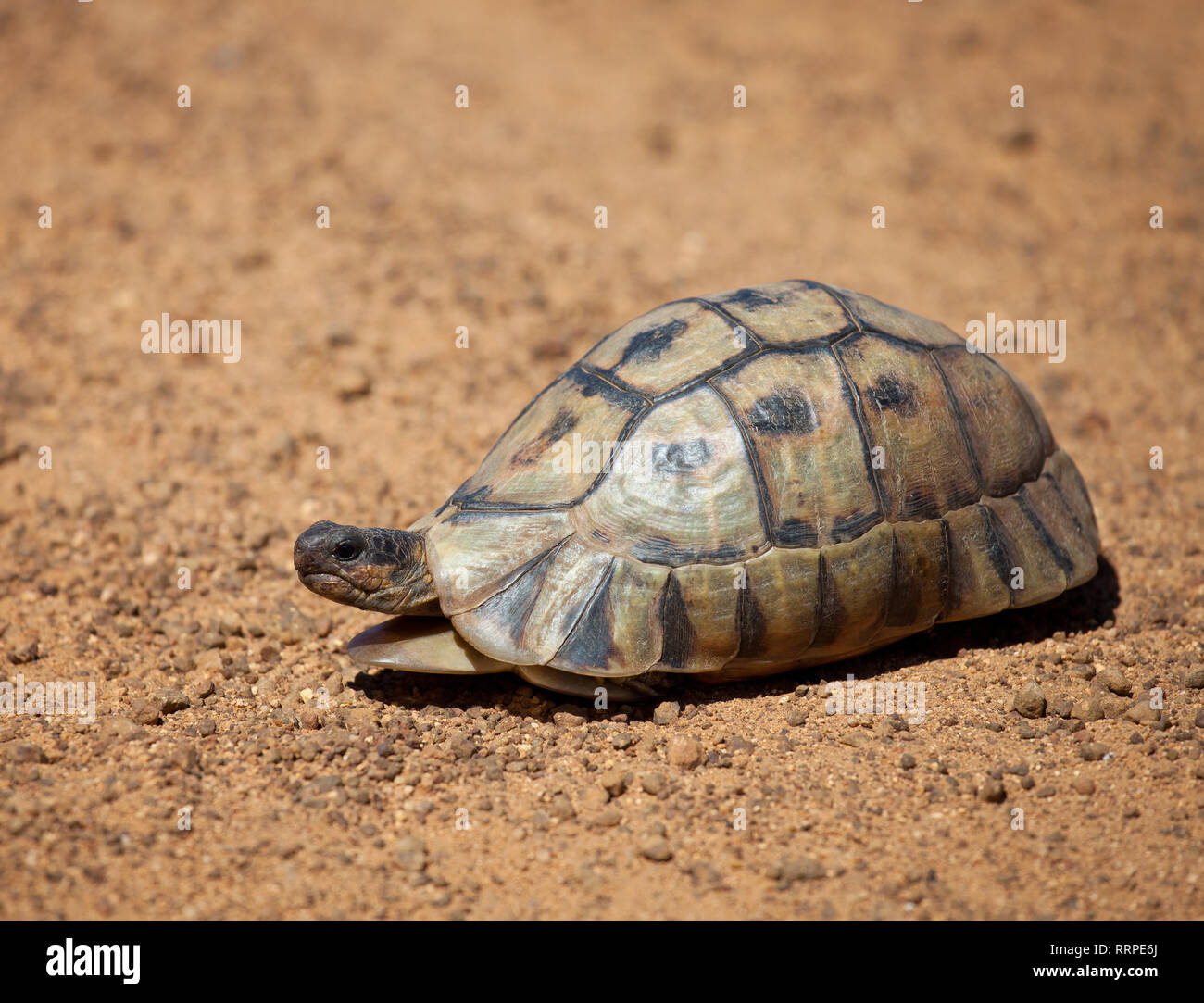 Leopard tortoise slowly wandering along the gravel road South Africa Stock Photo