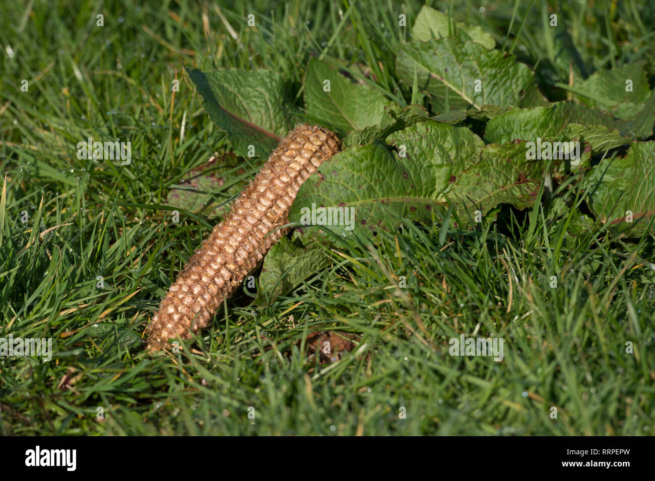 maize corn husk in field Stock Photo