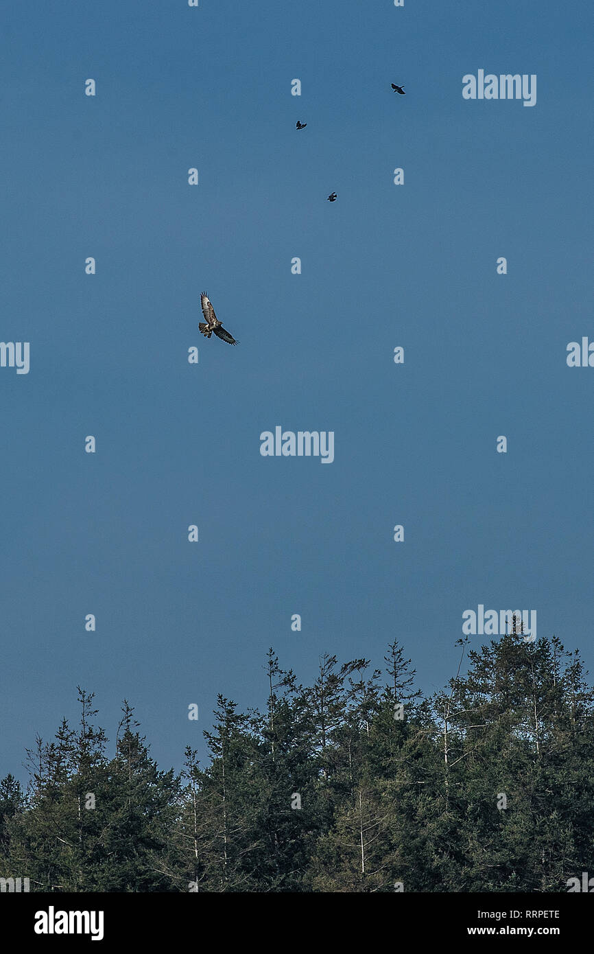 buzzard being mobbed by rooks and crows Stock Photo
