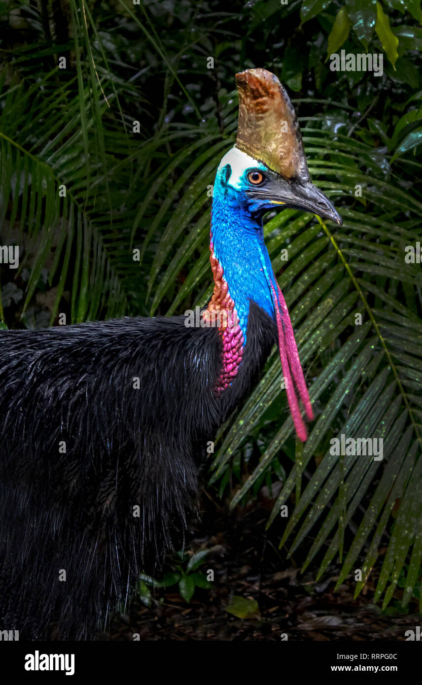 giant cassowary in rainforest, travel adventure Australia Stock - Alamy