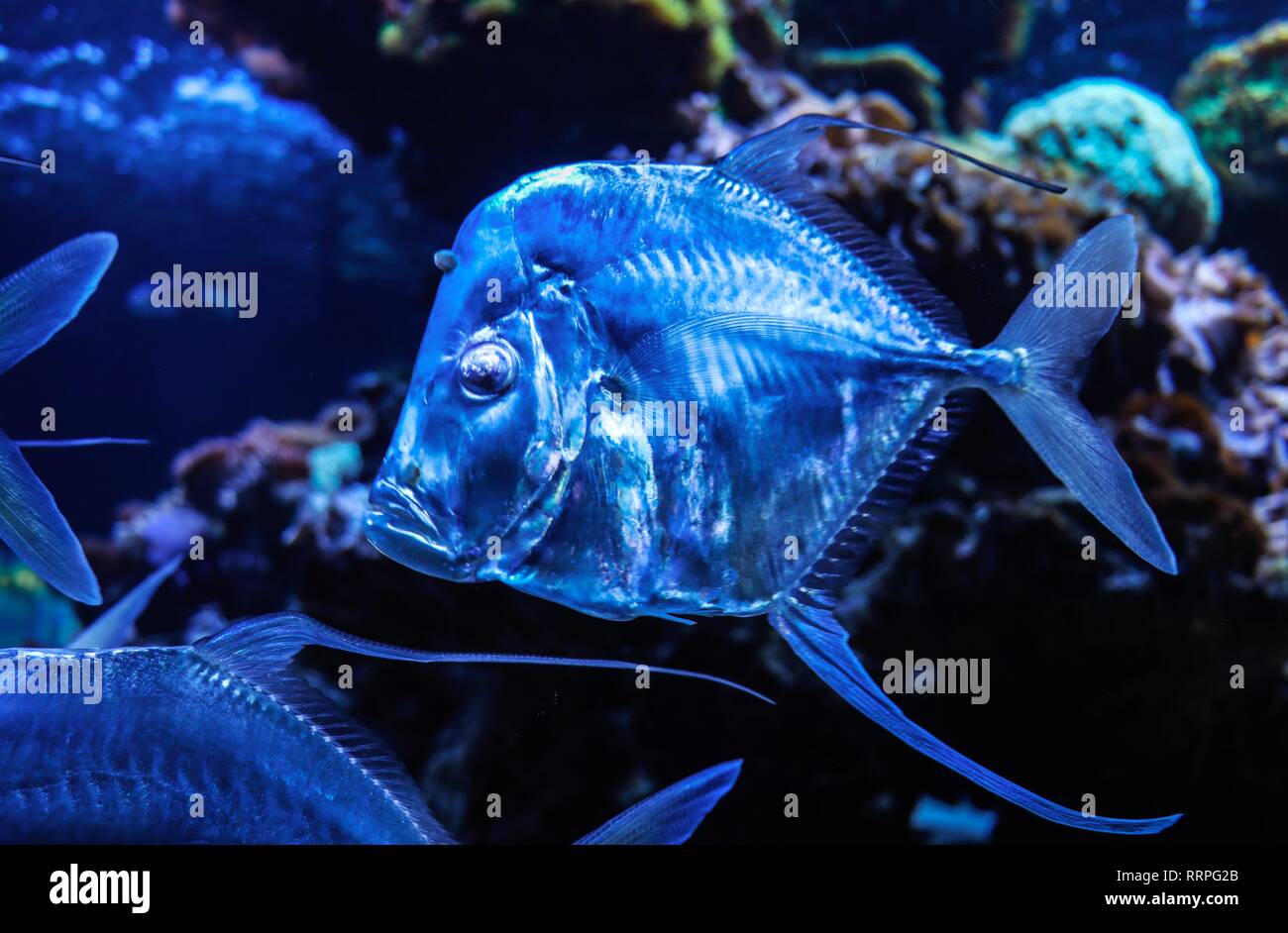 deep sea fish portrait blue and shimmering Stock Photo