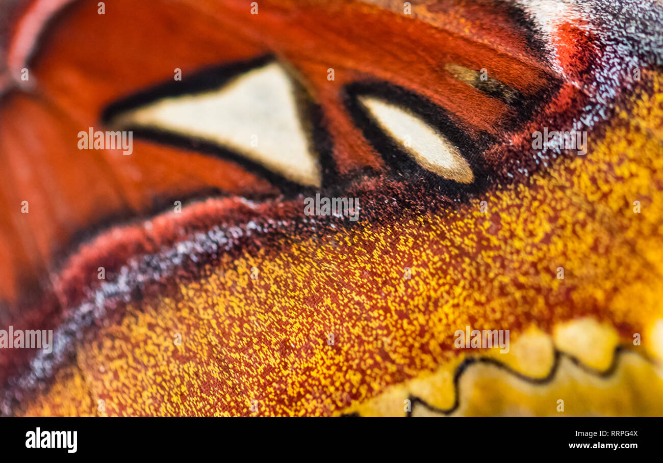 smiling butterfly face on wing pattern texture background Stock Photo