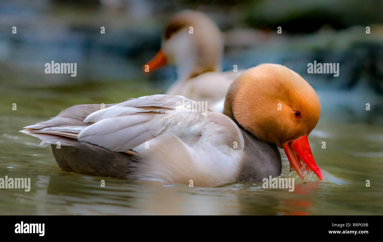 Bird funny hair hi-res stock photography and images - Alamy Bird funny hair hi-res stock photography and images - Alamy
