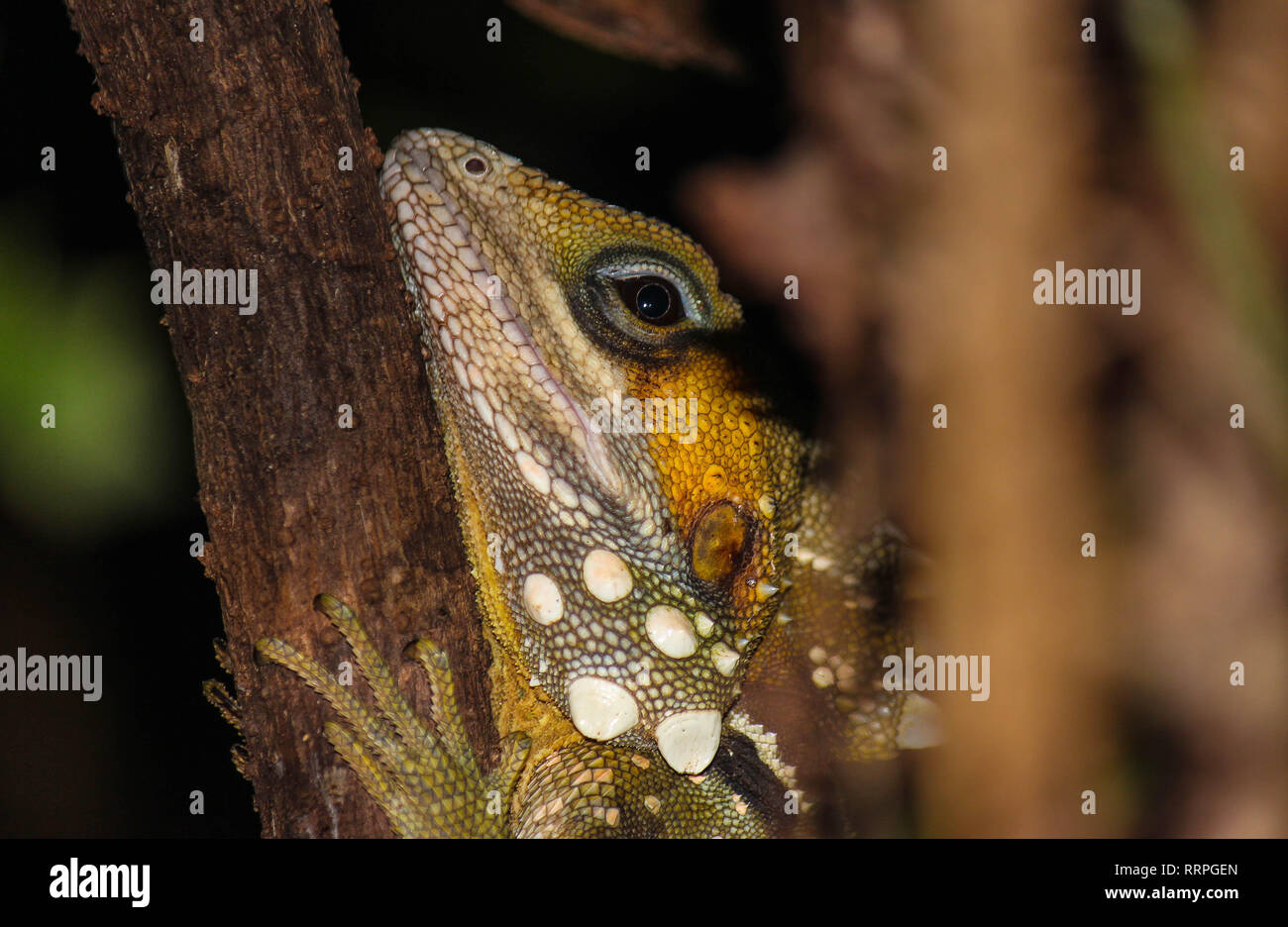 lazy lizard hidden behind rainforest tree in Australian jungle, travel adventure backpacker cairns Stock Photo
