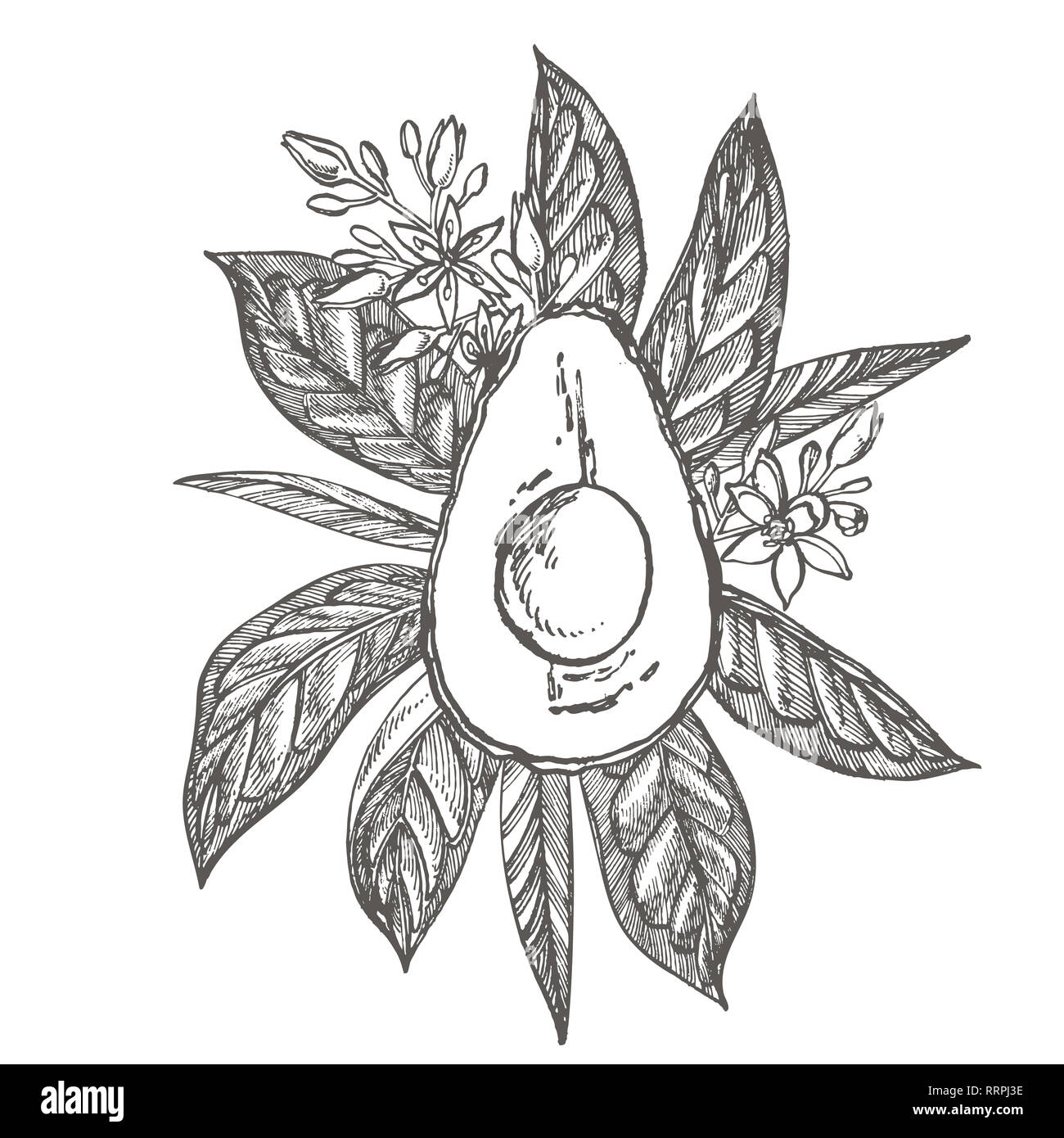 Avocado. Hand drawn illustrations. Tropical summer fruit engraved style ...